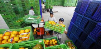 Agroexportación peruana: clave del crecimiento económico y transformación rural Agroexportación peruana: clave del crecimiento económico y transformación rural