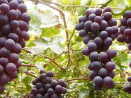 Uva peruana logra ingreso al mercado de Israel y amplía presencia internacional Uva peruana logra ingreso al mercado de Israel y amplía presencia internacional