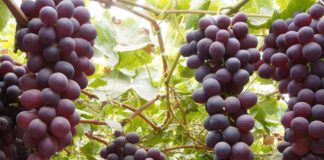 Uva peruana logra ingreso al mercado de Israel y amplía presencia internacional Uva peruana logra ingreso al mercado de Israel y amplía presencia internacional