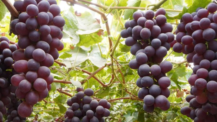 Uva peruana logra ingreso al mercado de Israel y amplía presencia internacional