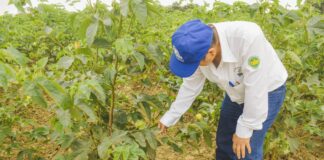 Cultivo de algodón en Sechura presenta buen desarrollo y sanidad, según evaluación regional Cultivo de algodón en Sechura presenta buen desarrollo y sanidad, según evaluación regional