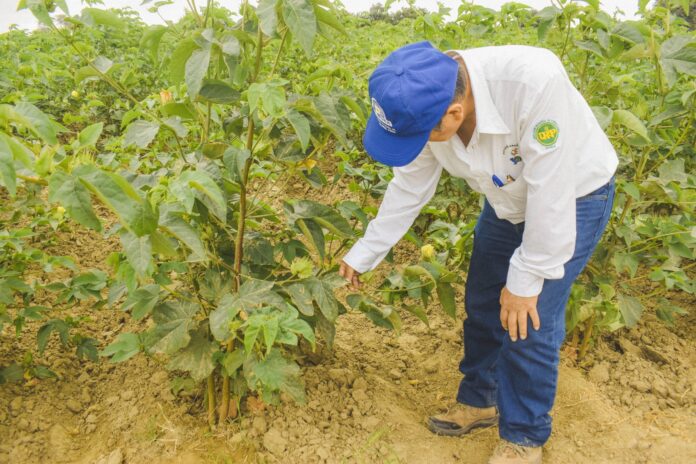Cultivo de algodón en Sechura presenta buen desarrollo y sanidad, según evaluación regional