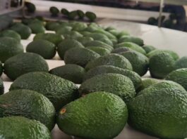 Palta Hass: agroexportación supera el 60 % del volumen proyectado en 2025 Palta Hass: agroexportación supera el 60 % del volumen proyectado en 2025