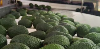Palta Hass: agroexportación supera el 60 % del volumen proyectado en 2025 Palta Hass: agroexportación supera el 60 % del volumen proyectado en 2025