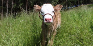 La Agencia Agraria Huancabamba logró el nacimiento de dos terneras mellizas Fleckvieh La Agencia Agraria Huancabamba logró el nacimiento de dos terneras mellizas Fleckvieh