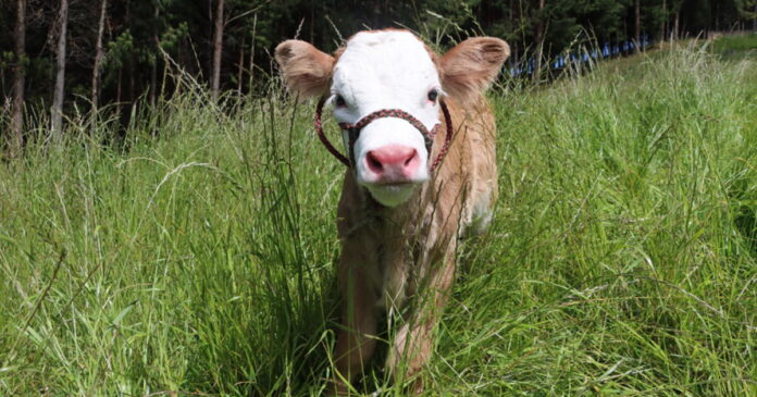 La Agencia Agraria Huancabamba logró el nacimiento de dos terneras mellizas Fleckvieh