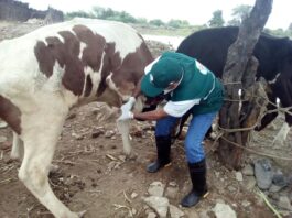 Evento agropecuario reunirá a expertos de Perú y Nueva Zelanda en Piura Evento agropecuario reuniráne a expertos de Perú y Nueva Zelanda en Piura