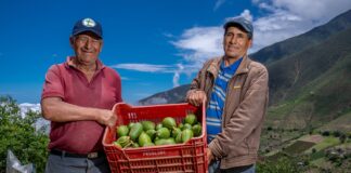 MIDAGRI: Producción agropecuaria peruana creció 9,3 % en mayo de 2025 MIDAGRI: Producción agropecuaria peruana creció 9,3 % en mayo de 2025