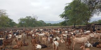 Piura organiza Congreso de Ganadería caprina para fortalecer el desarrollo del sector Piura organiza Congreso de Ganadería Caprina para fortalecer el desarrollo del sector