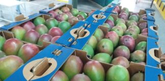 La economía de Piura creció 5.7% en el primer trimestre de 2025 La economía de Piura creció 5.7% en el primer trimestre de 2025