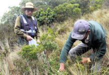 Chulucanas será sede del XIII Congreso Latinoamericano de Plantas Medicinales Chulucanas será sede del XIII Congreso Latinoamericano de Plantas Medicinales