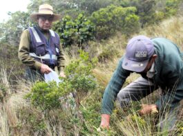 Chulucanas será sede del XIII Congreso Latinoamericano de Plantas Medicinales Chulucanas será sede del XIII Congreso Latinoamericano de Plantas Medicinales