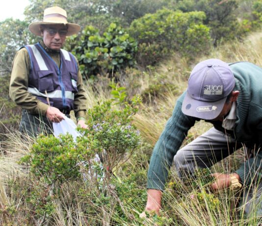 Chulucanas será sede del XIII Congreso Latinoamericano de Plantas Medicinales Chulucanas será sede del XIII Congreso Latinoamericano de Plantas Medicinales