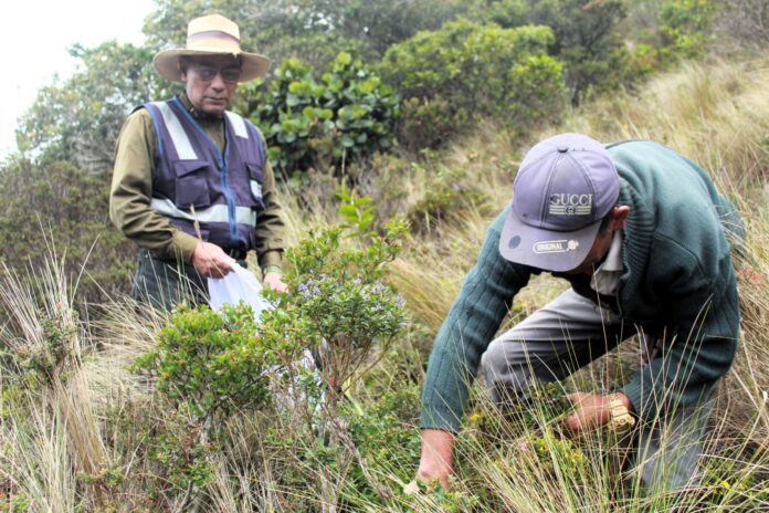 Chulucanas será sede del XIII Congreso Latinoamericano de Plantas Medicinales