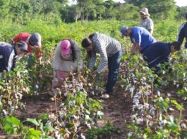 Piura: capacitan a agricultores en evaluación de plagas y manejo del algodón Piura: Gore realiza capacitación para evaluadores de plagas