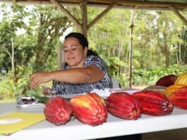 Piura fue sede del II Encuentro Regional de productoras de cacao del norte del país Piura: sede del II encuentro regional de productoras de cacao del norte del país