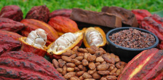 Exportaciones de cacao peruano superan los $530 millones entre enero y mayo de 2025 Exportaciones de cacao peruano superan los $530 millones entre enero y mayo de 2025