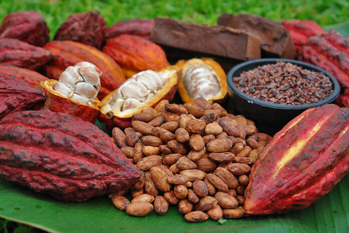 Exportaciones de cacao peruano superan los $530 millones entre enero y mayo de 2025