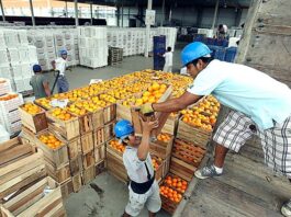 Exportaciones de cítricos peruanos alcanzaron US$ 357 millones en 2024 y apuntan a consolidación en 2025 Exportaciones de cítricos peruanos alcanzaron US$ 357 millones en 2024 y apuntan a consolidación en 2025