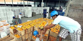 Exportaciones de cítricos peruanos alcanzaron US$ 357 millones en 2024 y apuntan a consolidación en 2025 Exportaciones de cítricos peruanos alcanzaron US$ 357 millones en 2024 y apuntan a consolidación en 2025