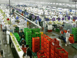 Agroexportaciones peruanas superan los US$ 12,000 millones y consolidan liderazgo mundial en frutas frescas Agroexportaciones peruanas superan los US$ 12,000 millones y consolidan liderazgo mundial en frutas frescas