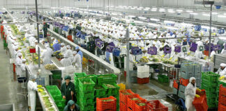 Agroexportaciones peruanas superan los US$ 12,000 millones y consolidan liderazgo mundial en frutas frescas Agroexportaciones peruanas superan los US$ 12,000 millones y consolidan liderazgo mundial en frutas frescas