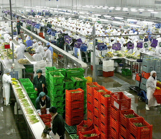 Agroexportaciones peruanas superan los US$ 12,000 millones y consolidan liderazgo mundial en frutas frescas Agroexportaciones peruanas superan los US$ 12,000 millones y consolidan liderazgo mundial en frutas frescas