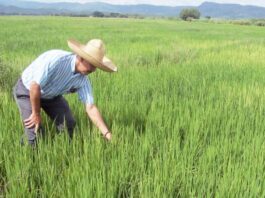 La cosecha de arroz en Medio y Bajo Piura concluye con baja remuneración para agricultores En el valle del Medio y Bajo Piura, los agricultores concluyeron la campaña de arroz.