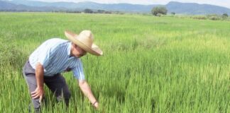 La cosecha de arroz en Medio y Bajo Piura concluye con baja remuneración para agricultores En el valle del Medio y Bajo Piura, los agricultores concluyeron la campaña de arroz.