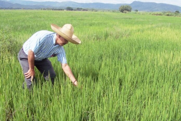 En el valle del Medio y Bajo Piura, los agricultores concluyeron la campaña de arroz.