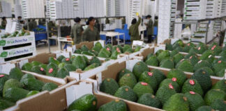 El Perú fortalece su liderazgo en exportación de palta con cifras récord en 2025 El Perú fortalece su liderazgo en exportación de palta con cifras récord en 2025