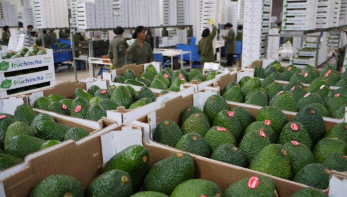 El Perú fortalece su liderazgo en exportación de palta con cifras récord en 2025