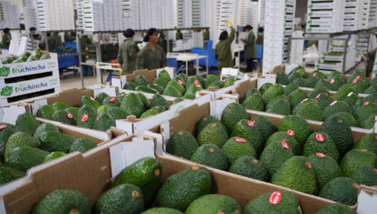 El Perú fortalece su liderazgo en exportación de palta con cifras récord en 2025
