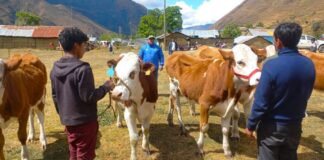 Feria Agropecuaria Ganado Raza Simmental “Callanca 2025” se realizará del 18 al 20 Feria Agropecuaria Ganado Raza Simmental “Callanca 2025” se realizará del 18 al 20
