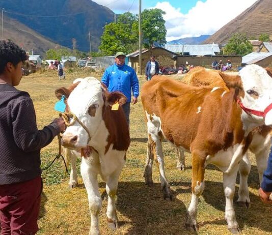 Feria Agropecuaria Ganado Raza Simmental “Callanca 2025” se realizará del 18 al 20 Feria Agropecuaria Ganado Raza Simmental “Callanca 2025” se realizará del 18 al 20