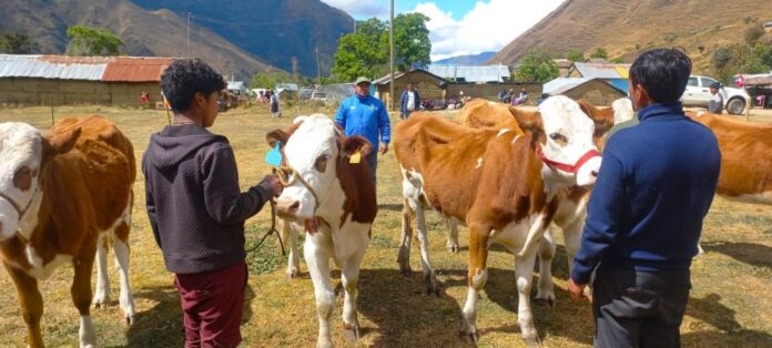 Feria Agropecuaria Ganado Raza Simmental “Callanca 2025” se realizará del 18 al 20