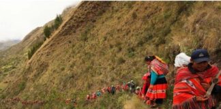 Chumbivilcas produce más de 1.2 millones de plantones nativos para restaurar ecosistemas en Cusco Chumbivilcas produce más de 1.2 millones de plantones nativos para restaurar ecosistemas en Cusco