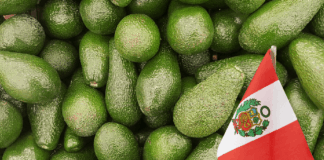 Palta peruana incrementa sus exportaciones en 32 % durante el primer semestre de 2025 Palta peruana incrementa sus exportaciones en 32 % durante el primer semestre de 2025