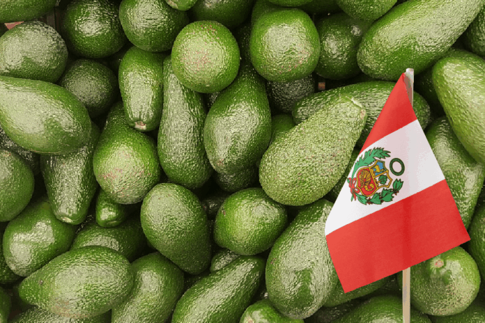 Palta peruana incrementa sus exportaciones en 32 % durante el primer semestre de 2025