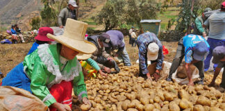 Producción de papa y arroz aumentó en mayo de 2025 a nivel nacional Producción de papa y arroz aumentó en mayo de 2025 a nivel nacional