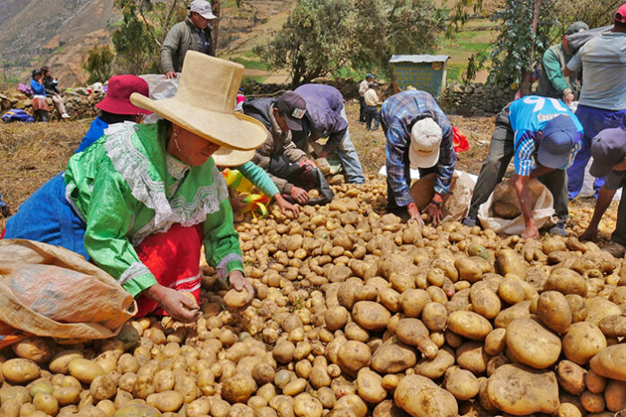 Producción de papa y arroz aumentó en mayo de 2025 a nivel nacional