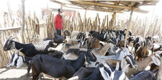 Piura invierte más de S/ 1.2 millones en planes para potenciar producción caprina Piura invierte más de S/ 1.2 millones en planes para potenciar producción caprina