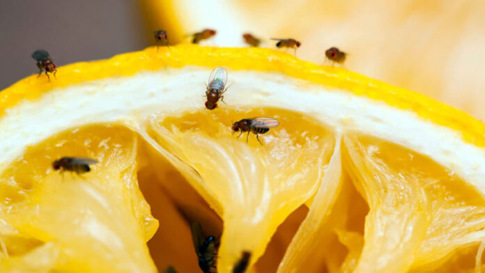 Cambio de estación podría reactivar presencia de mosca de la fruta en cultivos clave
