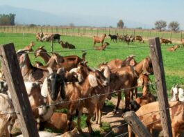 Productores de Nuevo Chúper mejoran comercialización de carne caprina con nueva tecnología Productores de Nuevo Chúper mejoran comercialización de carne caprina con nueva tecnología
