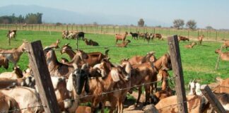 Productores de Nuevo Chúper mejoran comercialización de carne caprina con nueva tecnología Productores de Nuevo Chúper mejoran comercialización de carne caprina con nueva tecnología