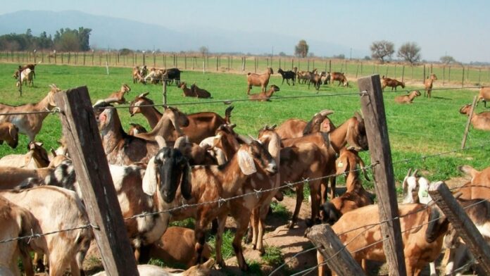 Productores de Nuevo Chúper mejoran comercialización de carne caprina con nueva tecnología