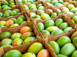 El restraso en la campaña agrícola 2025 – 2026 afectará la producción del valle San Lorenzo El restraso en la campaña de mango 2025 - 2026 afectará la producción del valle San Lorenzo