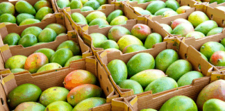 El restraso en la campaña agrícola 2025 – 2026 afectará la producción del valle San Lorenzo El restraso en la campaña de mango 2025 - 2026 afectará la producción del valle San Lorenzo