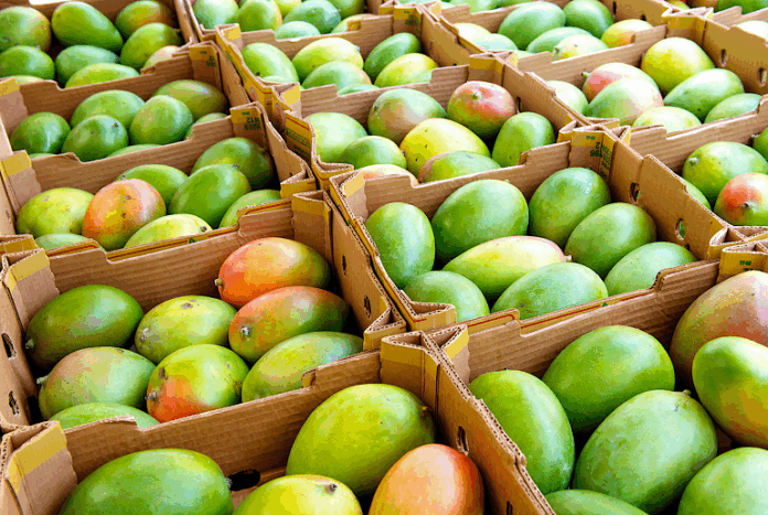 El restraso en la campaña de mango 2025 - 2026 afectará la producción del valle San Lorenzo