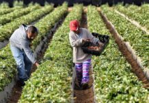 Los productores agrícolas aumentaron en 80% producción de cultivos Los productores agrícolas aumentaron en 80% producción de cultivos